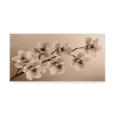 Tom Quartermaine 'Branch Of Sepia Orchids' Canvas Art,16x32